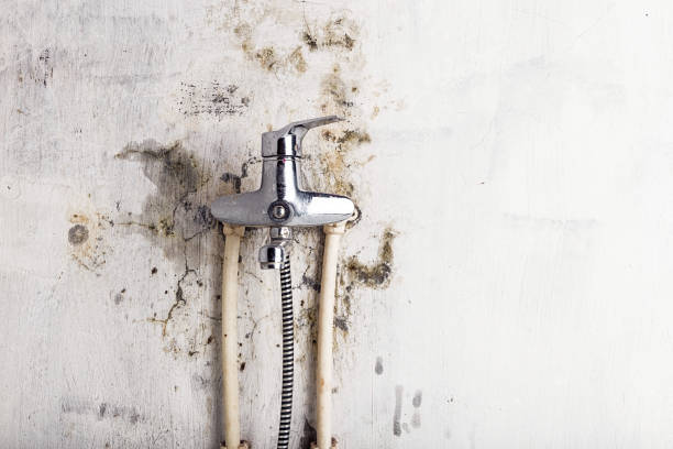 Best Mold Remediation  in Stewartville, MN