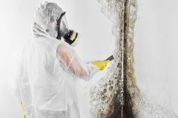 Best Black Mold Removal  in Stewartville, MN