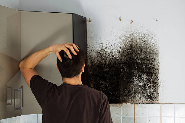 Best Professional Mold Removal  in Stewartville, MN