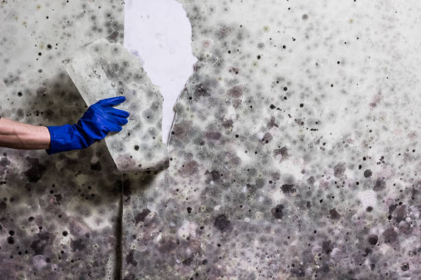 Best Mold Removal Near Me  in Stewartville, MN