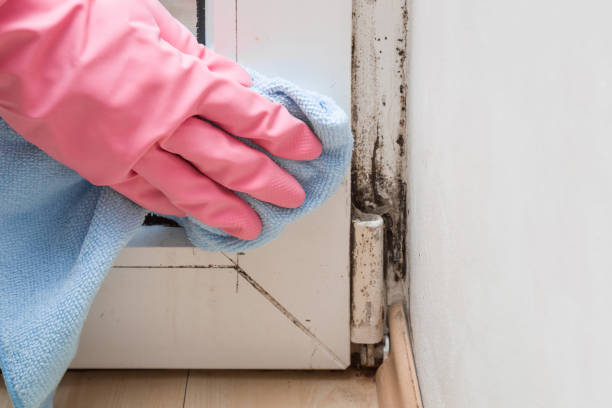 Best Mold Removal Company Near Me  in Stewartville, MN