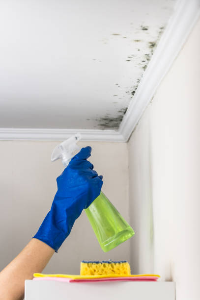 Best Local Mold Removal Service  in Stewartville, MN