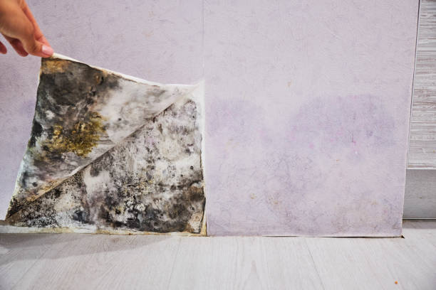 Professional Mold Removal in Stewartville, MN